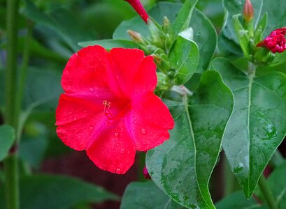 Red flower nyctaginaceae photo