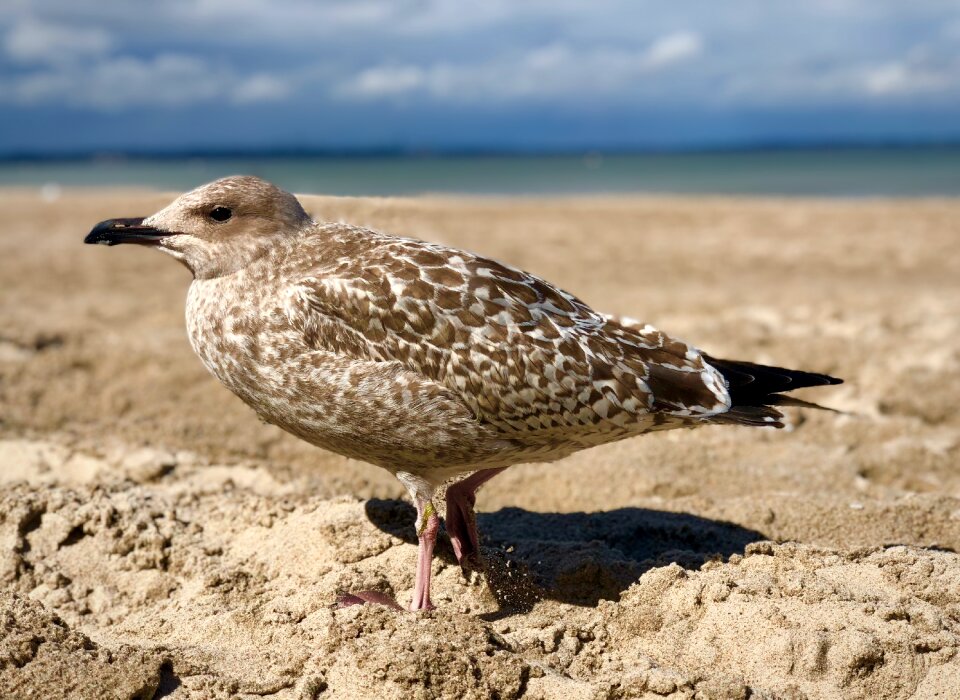 Nature water bird seevogel