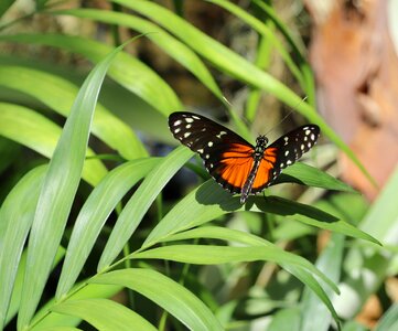 Green leafs nature butterflies