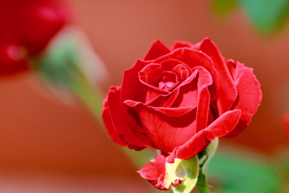Flower love passion