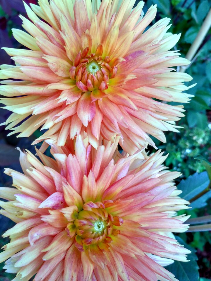 Dahlia flower orange