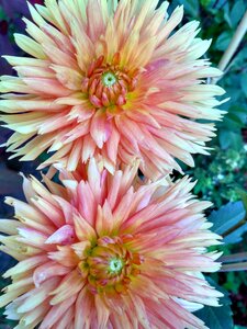 Dahlia flower orange
