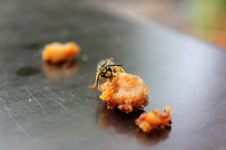 Wasp garden spring