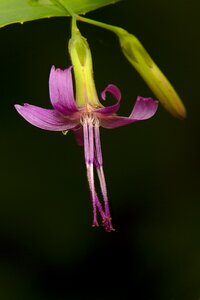Macro close up violet