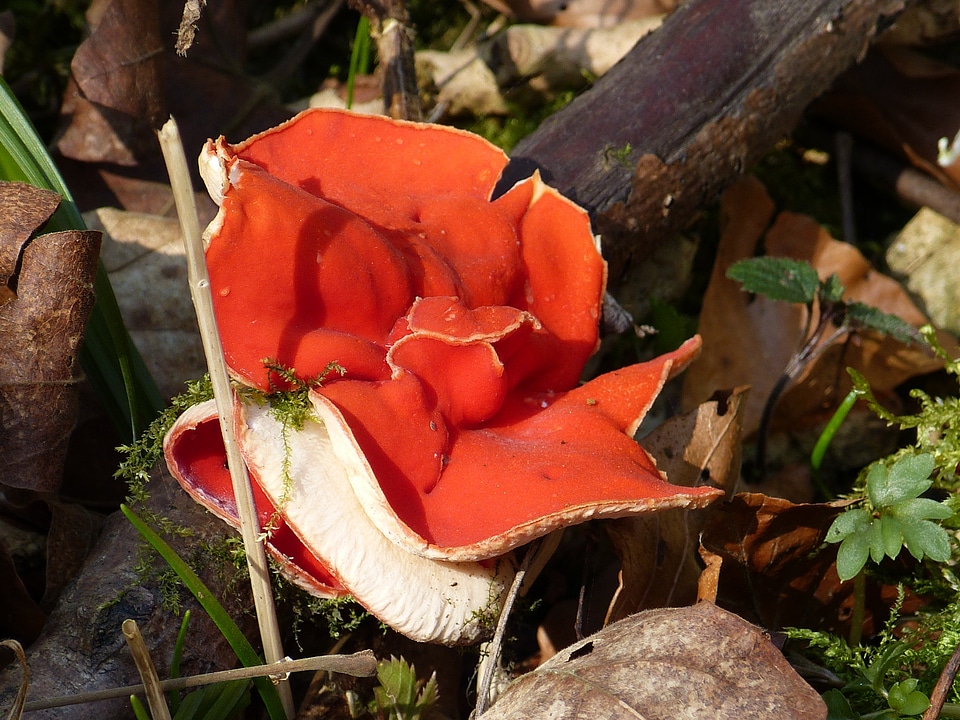 Scarlet kelchbecherling sarcoscypha coccinea red
