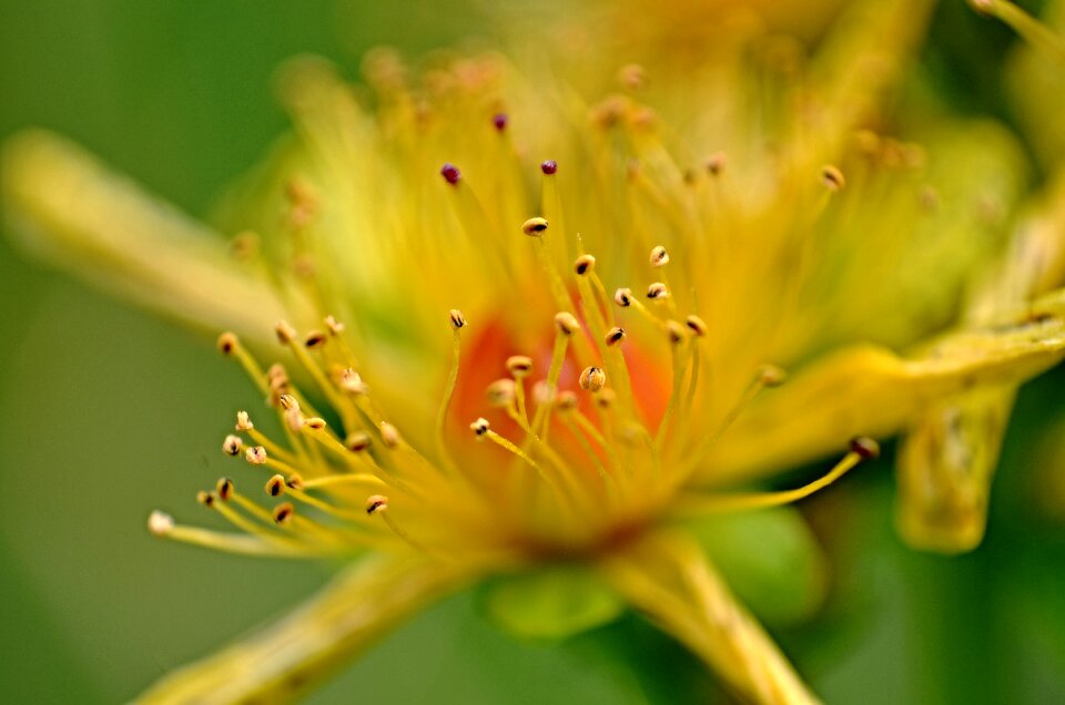 Yellow macro detail