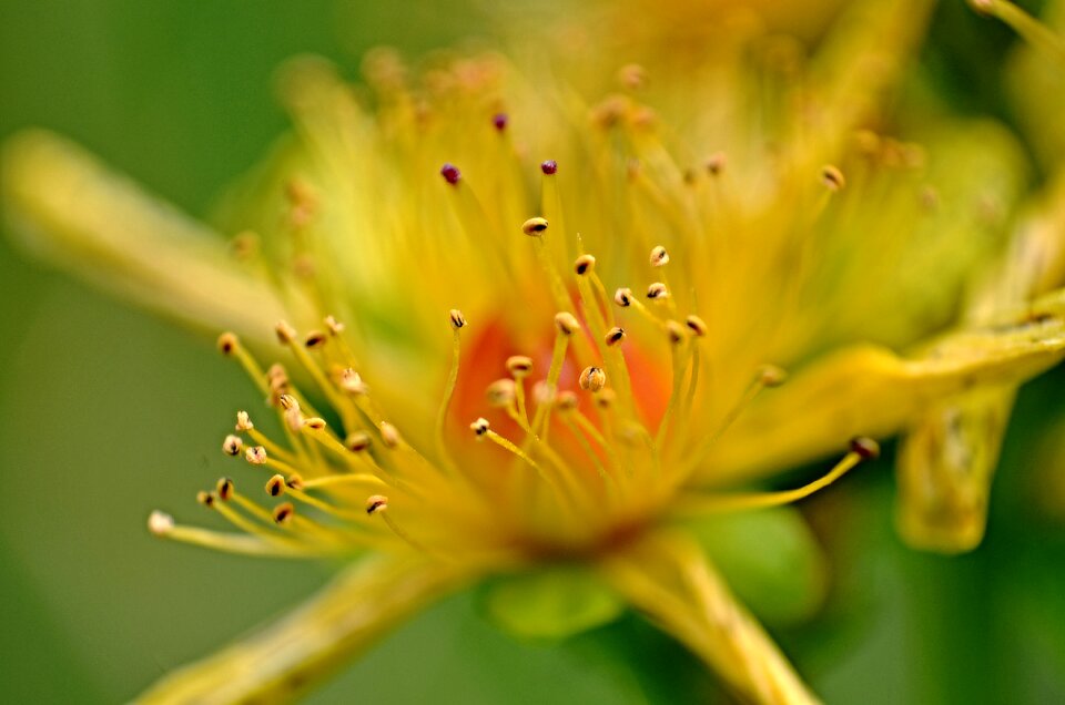 Yellow macro detail photo