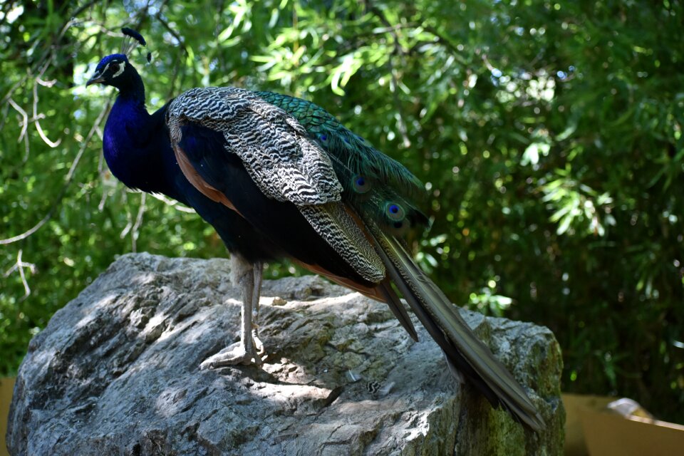 Peacock zoo pistoia