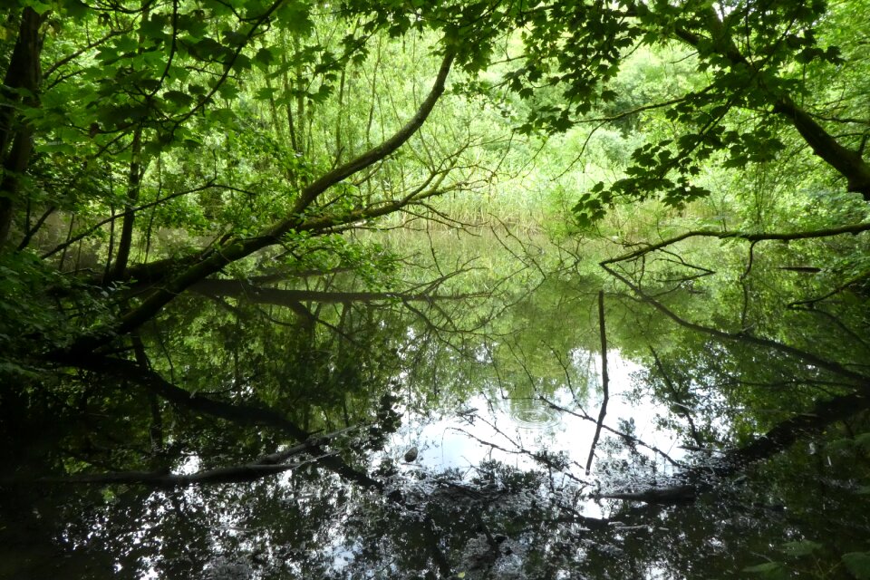 Nature plant landscape