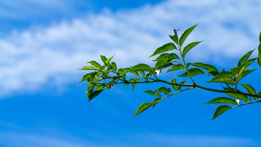 Tree clouds the background