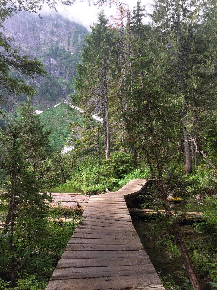 Mountain trees