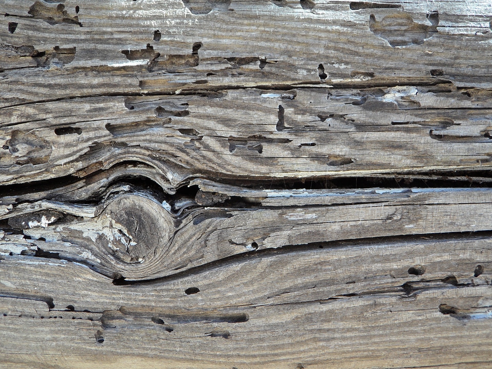Feeding knothole brown