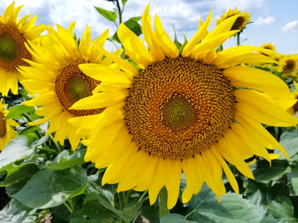 Rows farm farmland