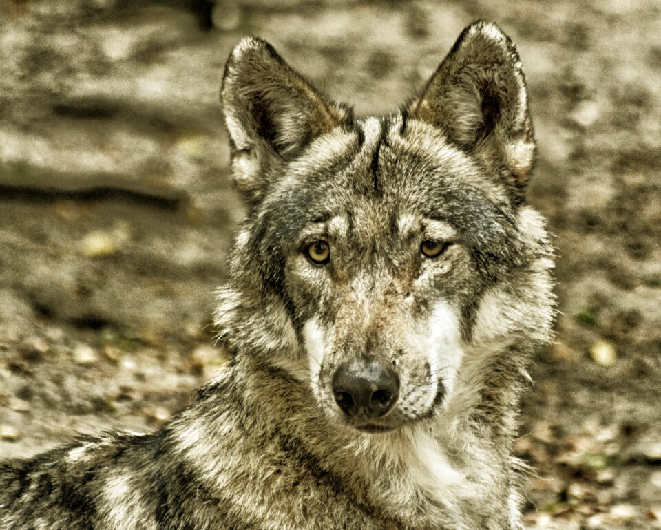 Predator animal world wild animal