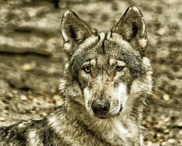 Predator animal world wild animal