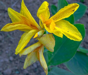 Park flower