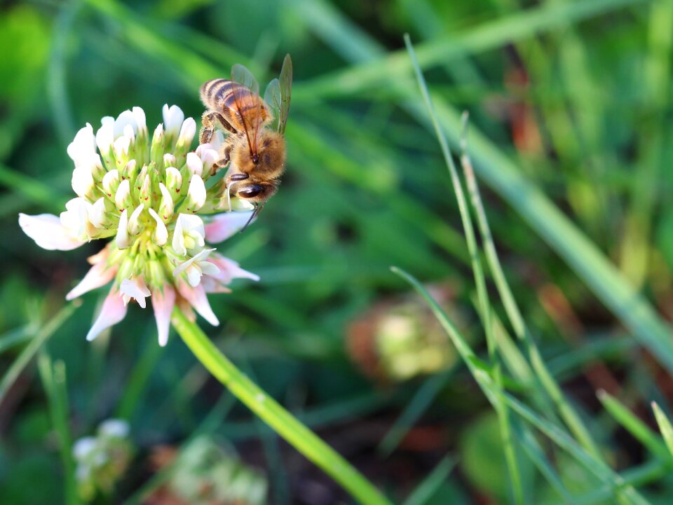 Pollination sprinkle beekeeper