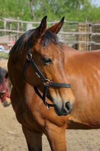Horse animal available