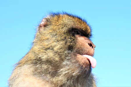 Stick out tongue gibraltar rock