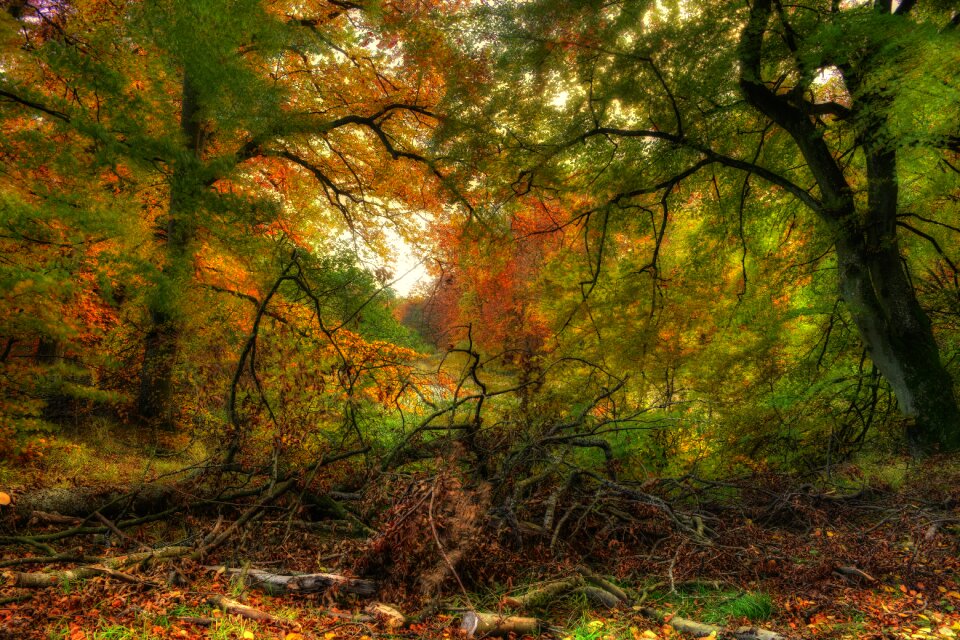 Natural foliage autumn leaves photo