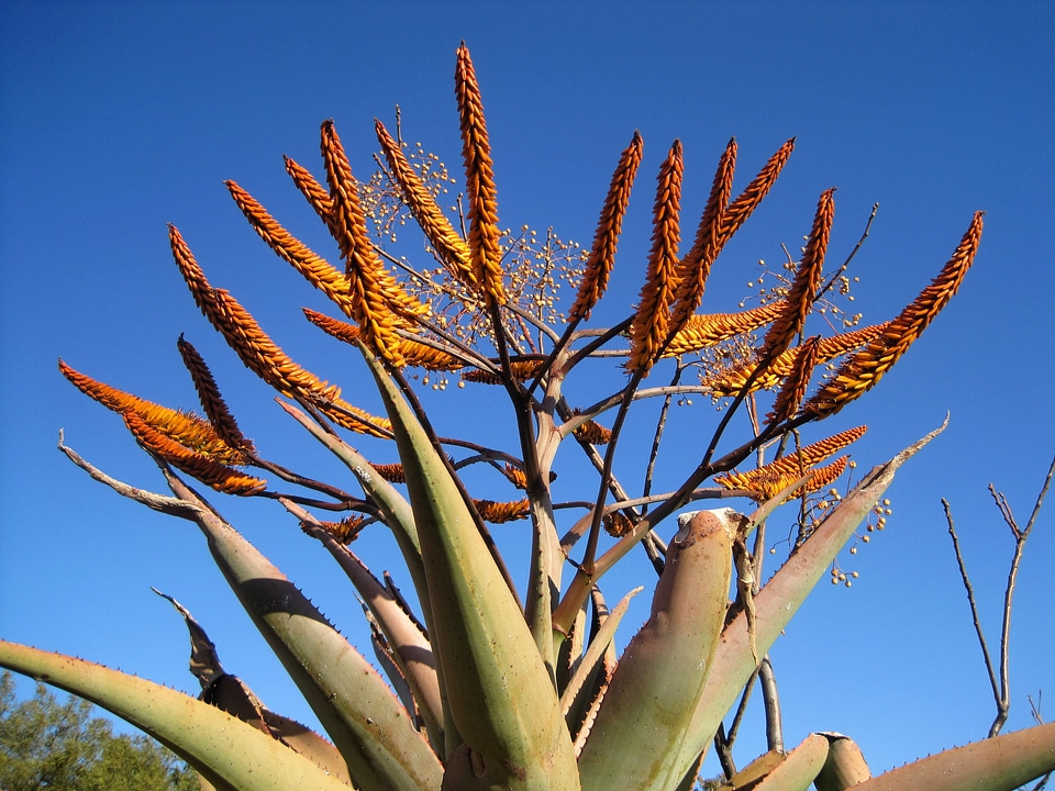 Flowers orange sear shaped flowers