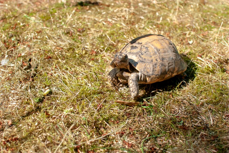 Carapace animals nature