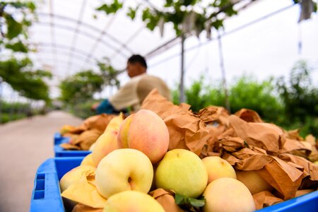Peaches harvest growers