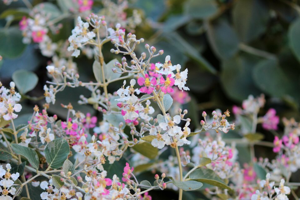 Flora spring flourish