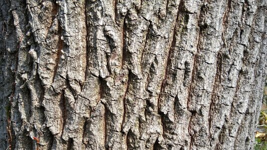 Forest surface pattern