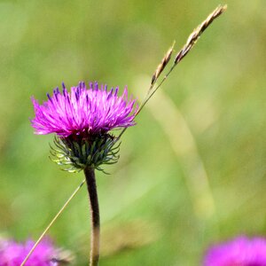Bloom wild flower plant