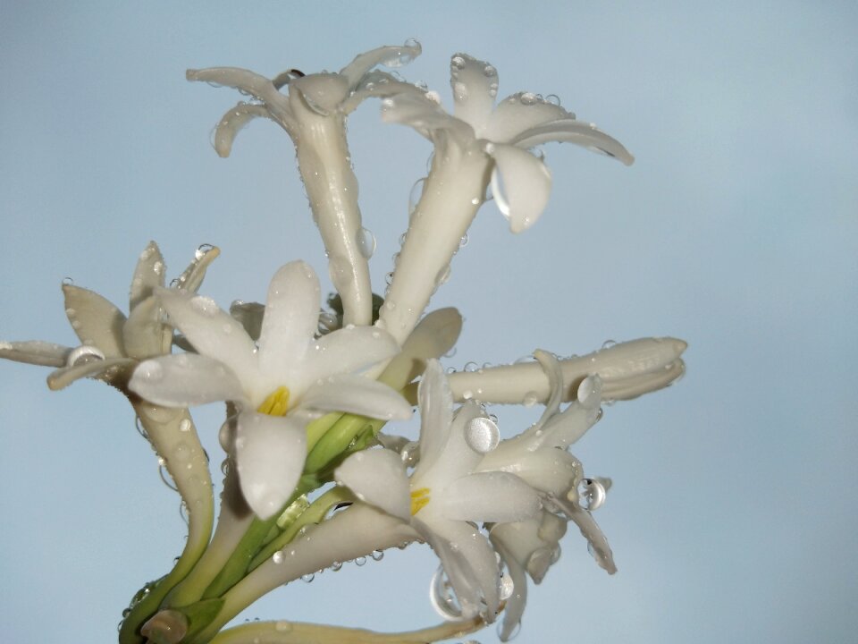 Cool white white flower