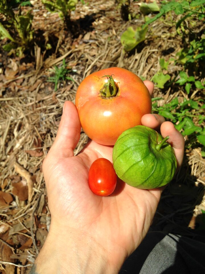 Fresh organic
