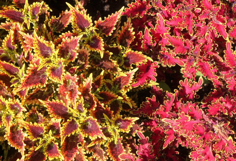 Foliage pattern garden
