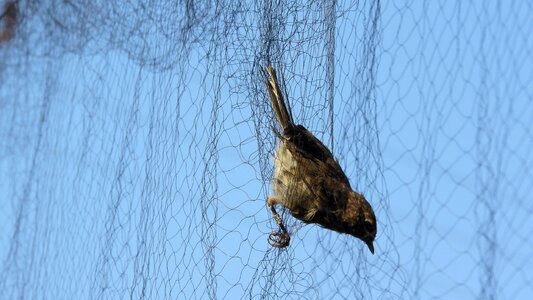 Ornithology network network on birds songbird photo