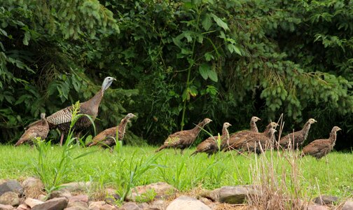 Birds poultry nature