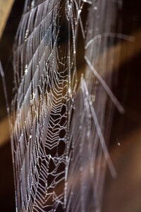 Web spider photo