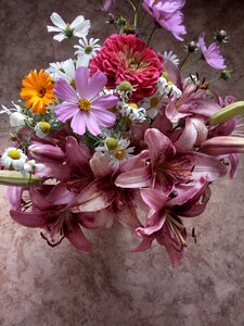Lily flowers chamomile