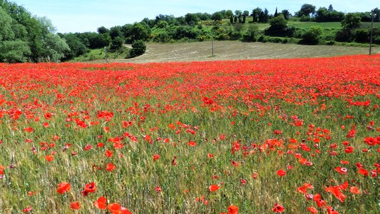 Red flowers nature summer