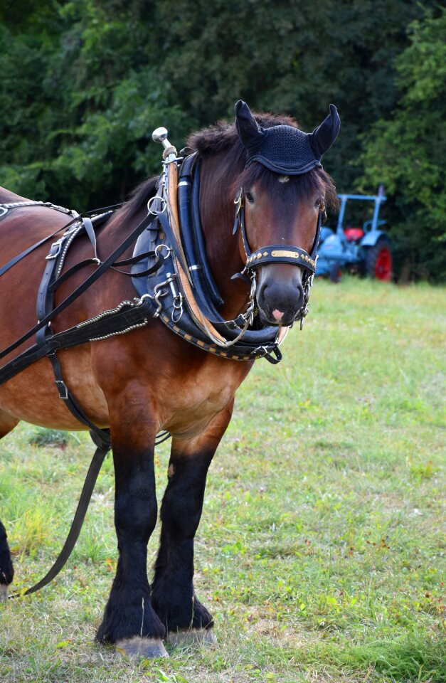 Historical horses back horses transport