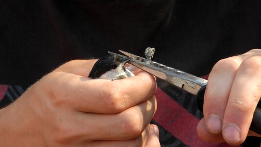 Ringing of birds the ring on the birds ornithologist photo