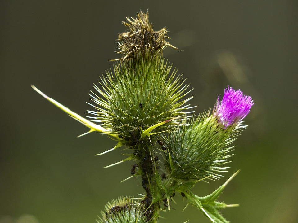 Wild plant flora blossom