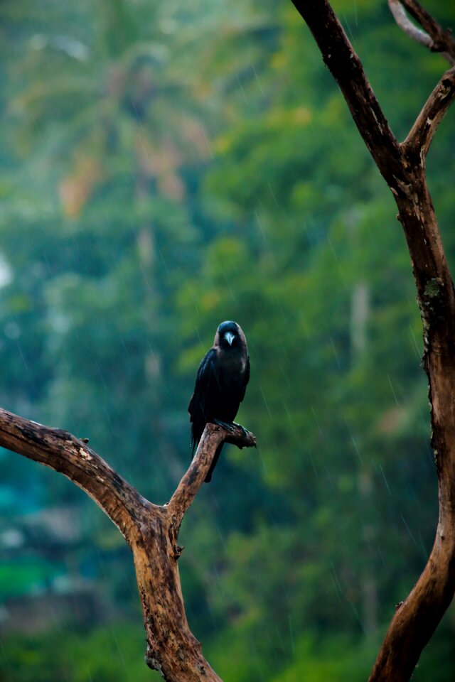 Green kerala alone