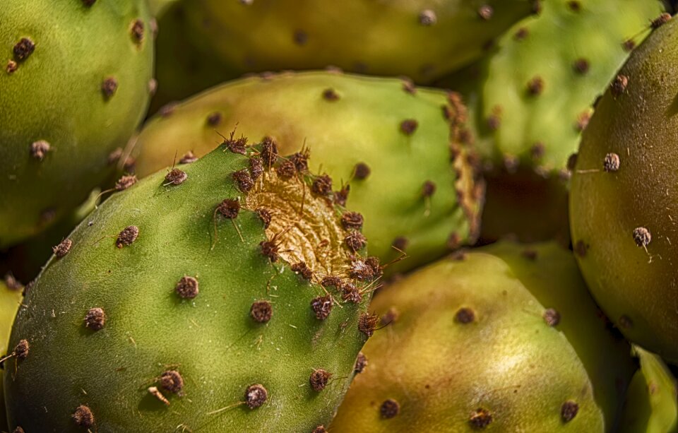 Prickly pear fruit food