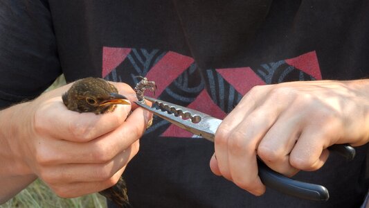 Ringing of birds the ring on the birds ornithologist