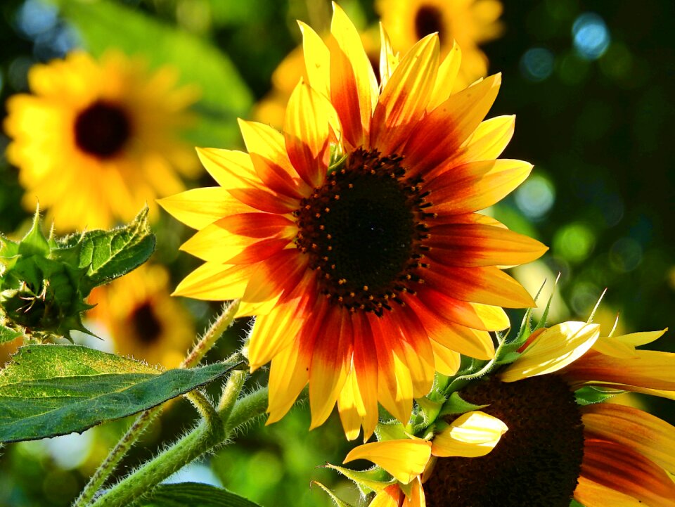 Flowers summer beautiful