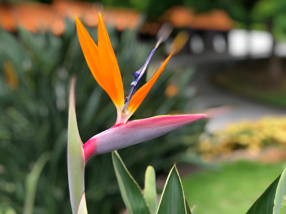 Nature garden colorful