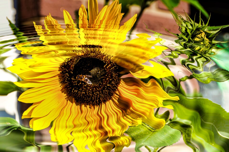 Sunflower nature insect