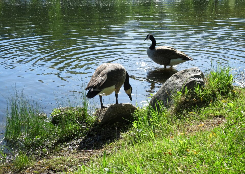 Goose bird