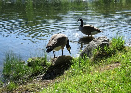 Goose bird photo