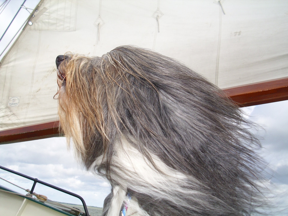 Dog portrait head